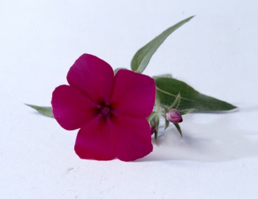 Phlox 'Astoria Magenta'