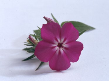 Phlox 'Astoria Pink White Star'