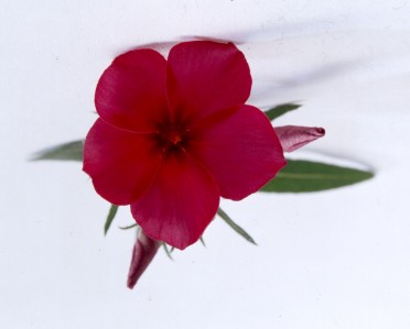 Phlox 'Astoria Red'