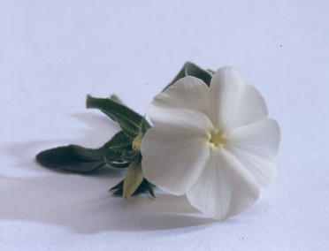 Phlox 'Astoria White'