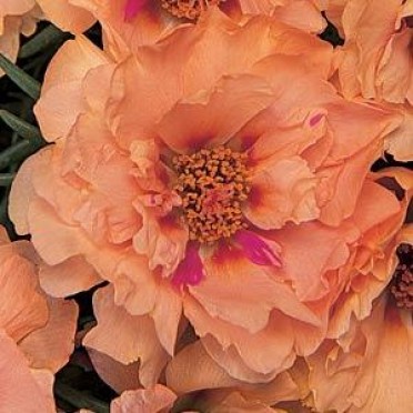 Portulaca 'Margarita Apricot'