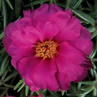 Portulaca 'Margarita Fuchsia'