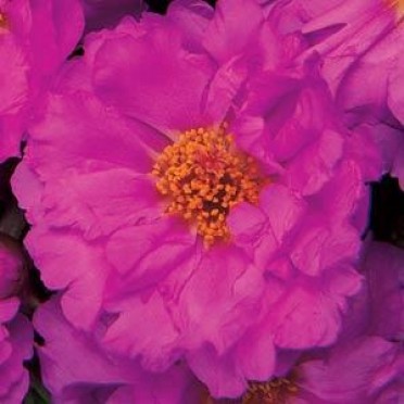 Portulaca 'Margarita Rosita'