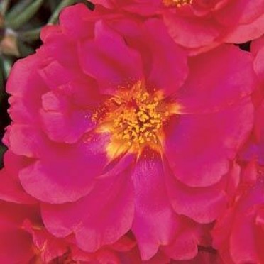 Portulaca 'Margarita Strawberry'