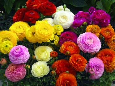 Ranunculus