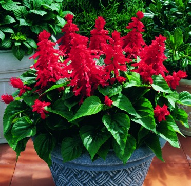 Salvia 'Picante Scarlet'