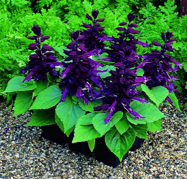 Salvia 'Salsa Purple'