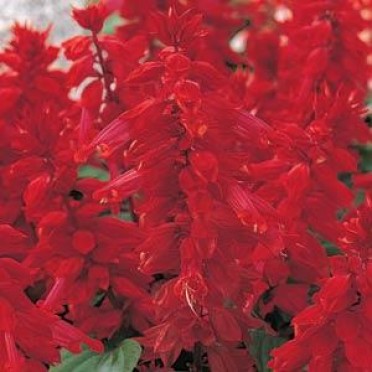 Salvia 'Vista Burgundy'