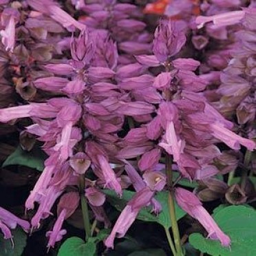 Salvia 'Vista Lavender'