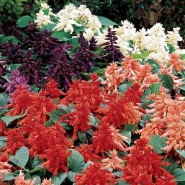 Salvia 'Vista Mix'