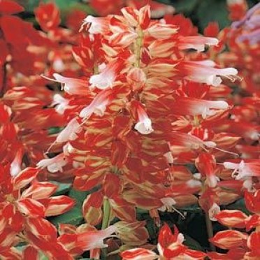 Salvia 'Vista Red & White'