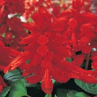 Salvia 'Vista Red'