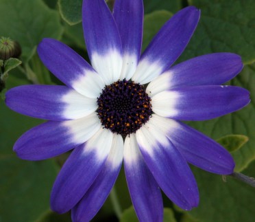 Senetti 'Blue Bi-color'