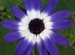 Senetti 'Blue Bi-color'