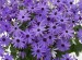 Senetti 'Blue' Cache