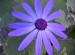 Senetti 'Blue' Close