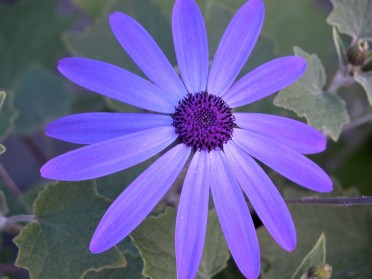 Senetti 'Blue' Close