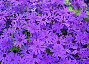 Senetti 'Deep Blue'