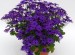 Senetti 'Deep Blue'  Cache