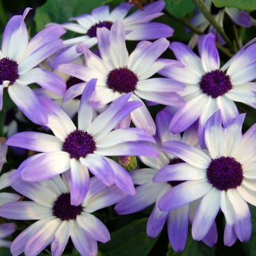 Senetti 'Light Blue Bi-color'