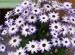 Senetti 'Light Blue Bi-color' Cache