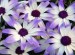 Senetti 'Light Blue Bi-color'