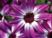 Senetti 'Light Blue Bi-color' Close