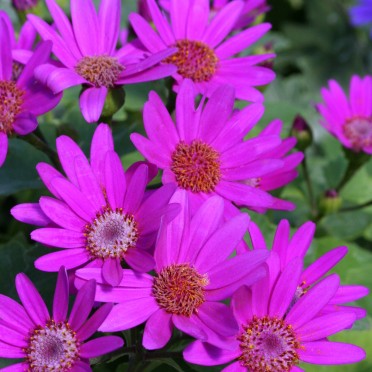 Senetti 'Magenta'  Close