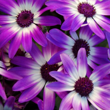 Senetti 'Violet Bi-color' 