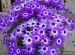 Senetti 'Violet Bi-color' Cache