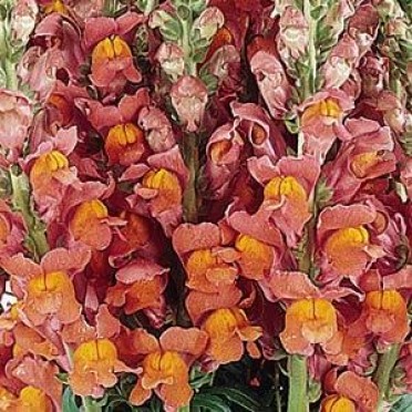 Snapdragon 'Cool Coral'