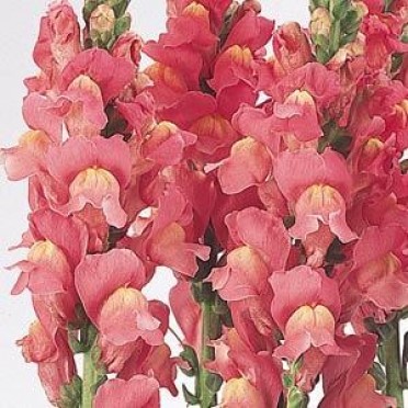 Snapdragon 'Cool Rose'