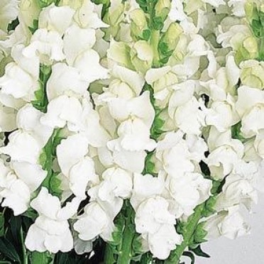 Snapdragon 'Cool White'