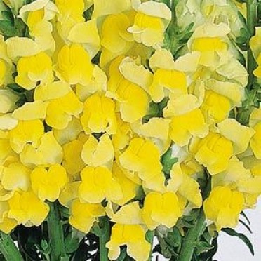 Snapdragon 'Cool Yellow'