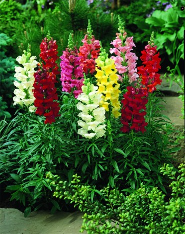 Snapdragon 'Coronette Mix'