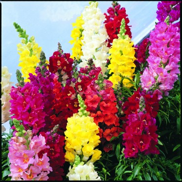 Snapdragon 'La Bella Mix'