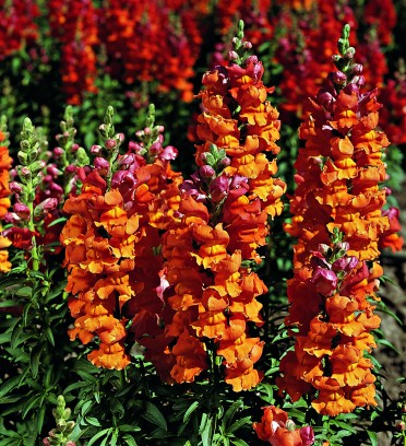 Snapdragon 'Liberty Bronze'