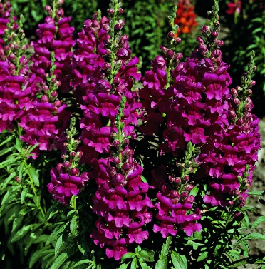 Snapdragon 'Liberty Lavender'