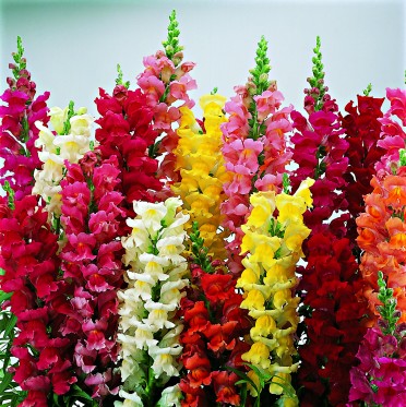 Snapdragon 'Liberty Mix'