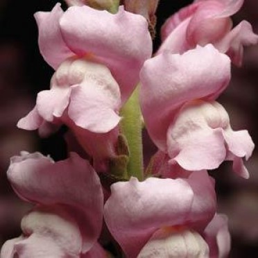 Snapdragon 'Maryland Lavender'