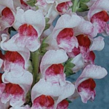 Snapdragon 'Maryland Plumblossom'