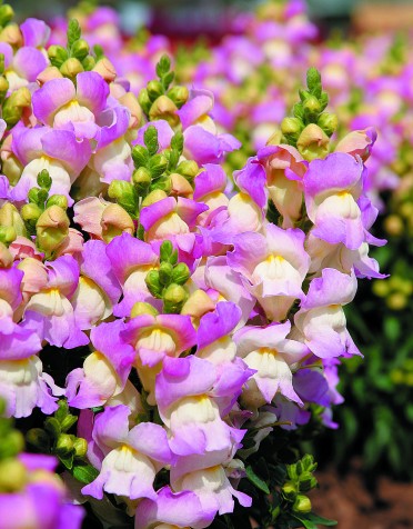 Snapdragon 'Montego Blush'