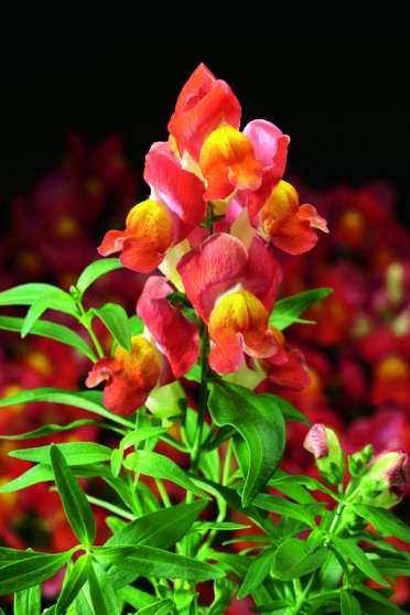 Snapdragon 'Montego Orange Bicolor'