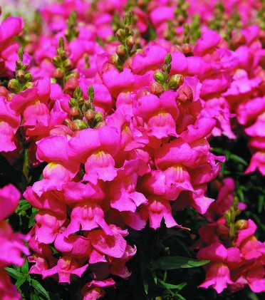 Snapdragon 'Montego Pink'