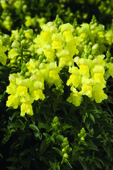 Snapdragon 'Montego Yellow'