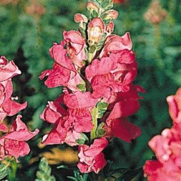 Snapdragon 'Rocket Cherry'