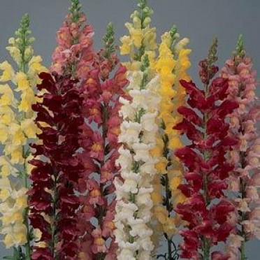 Snapdragon 'Rocket Mix'