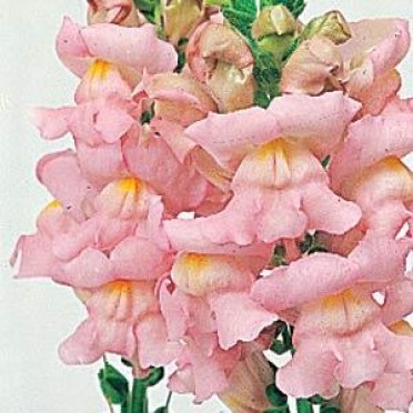 Snapdragon 'Rocket Pink'