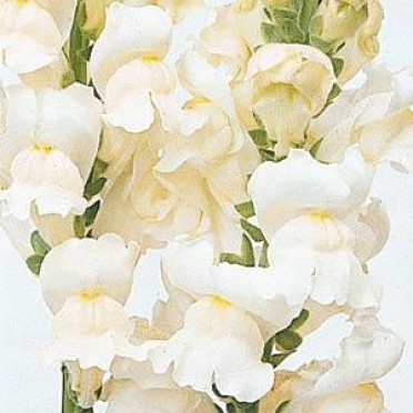 Snapdragon 'Rocket White'