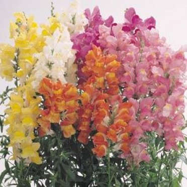 Snapdragon 'Solstice Mix'